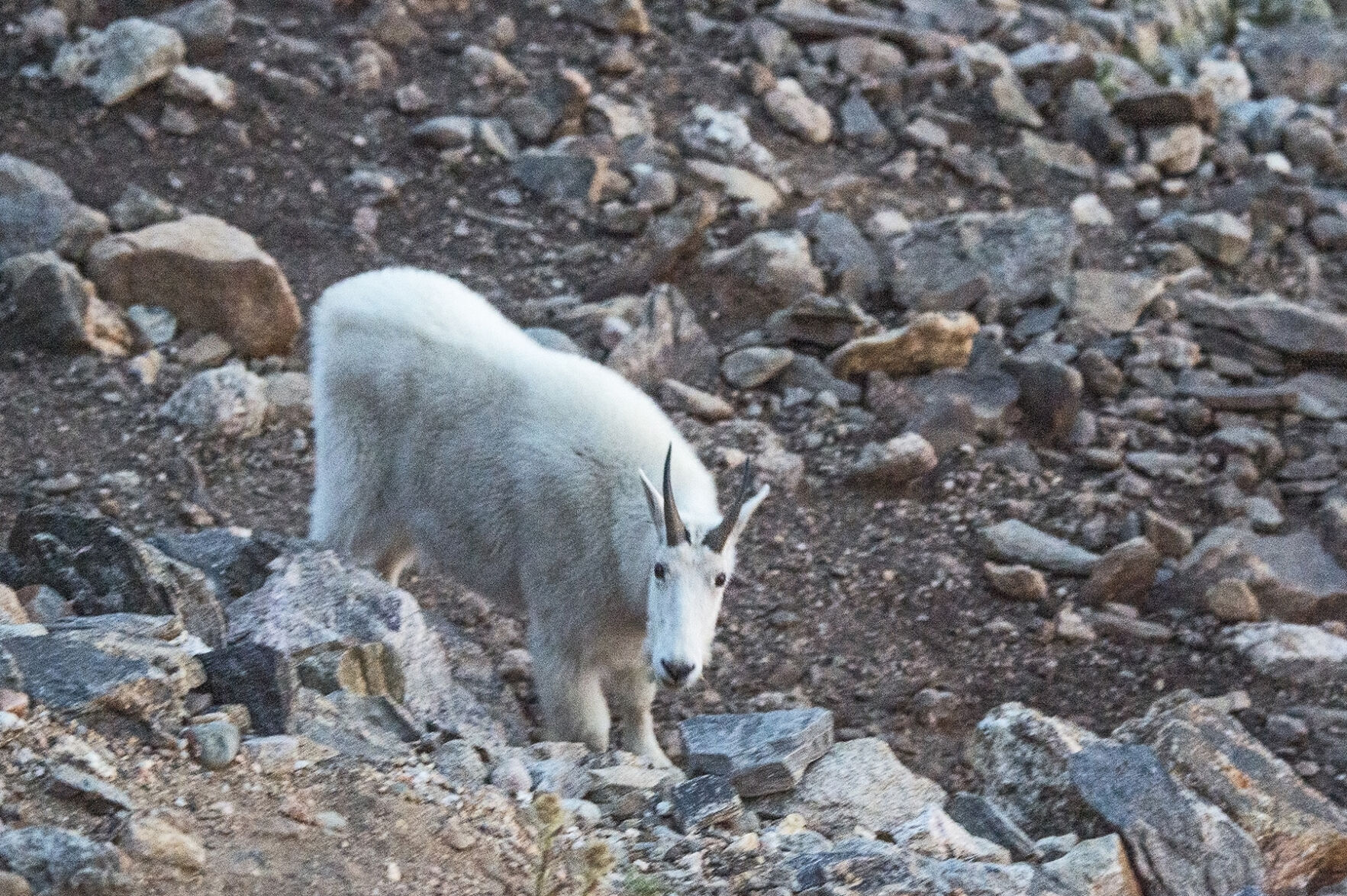 Mountain Goat RMNP